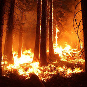 Climate Change is Increasing Forest Fires