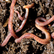 The Importance of the Earthworm