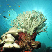 Is Climate Change Destroying the Great Barrier Reef?