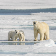 Polar bears are not endangered, these are…