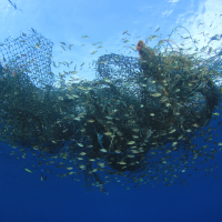 Overfishing: An Ocean Crisis