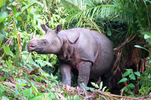 Javan Rhino in forest