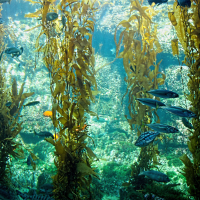 Kelp forests for climate change