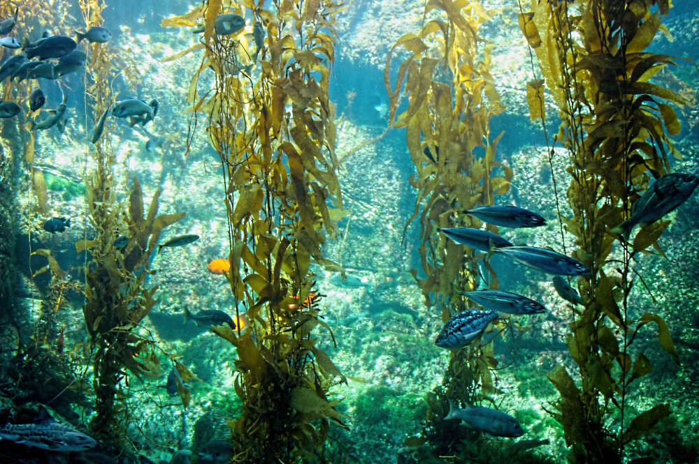Kelp impact on environment and helping climate change