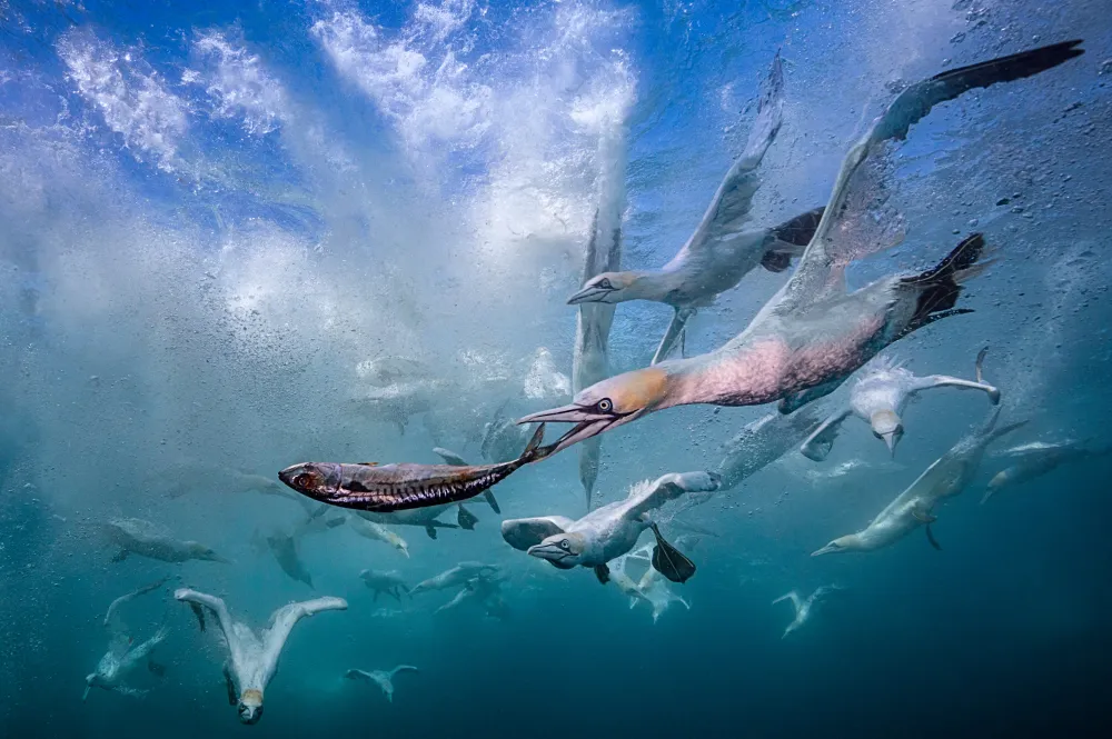Marine life being affected by climate change