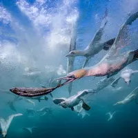 Heatwaves Affecting Marine Life