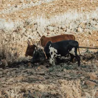 Africa climate change impact