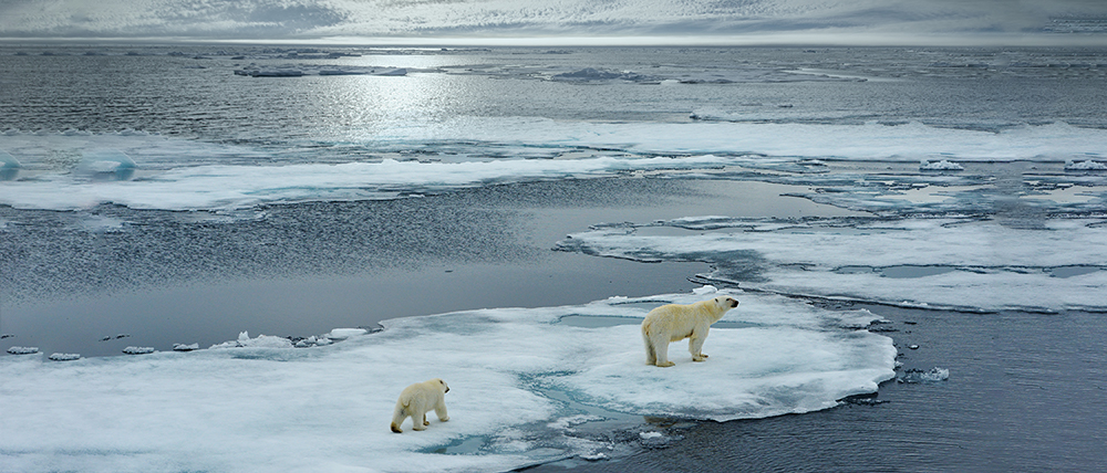 Climate Change Polar Bears