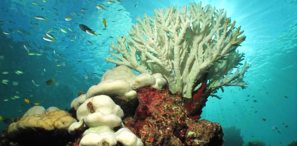 Coral Bleaching