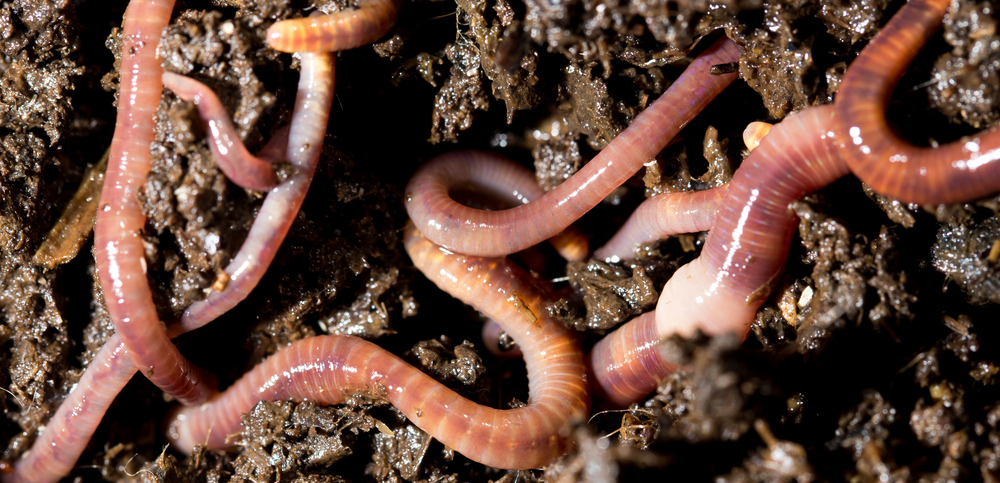 Why are earthworms important? 