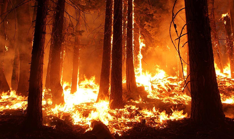 Forest Fires Climate Change