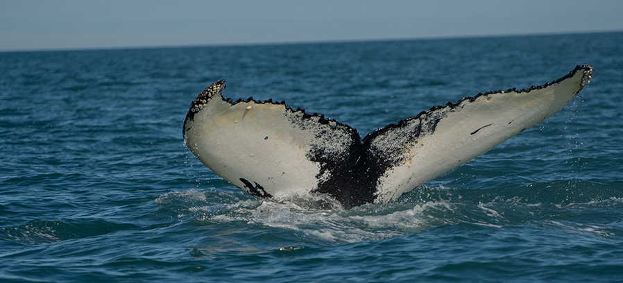 Sperm Whale