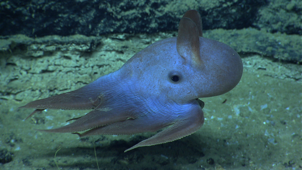 Dumbo Octopus