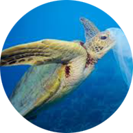 Hawksbills Turtle