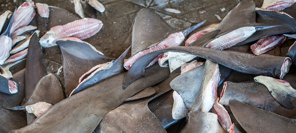 Illegal Shark Fins