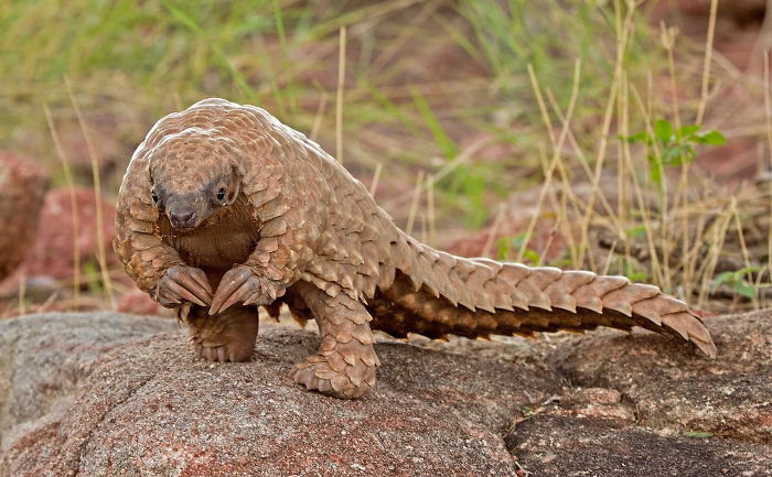 Pangolin