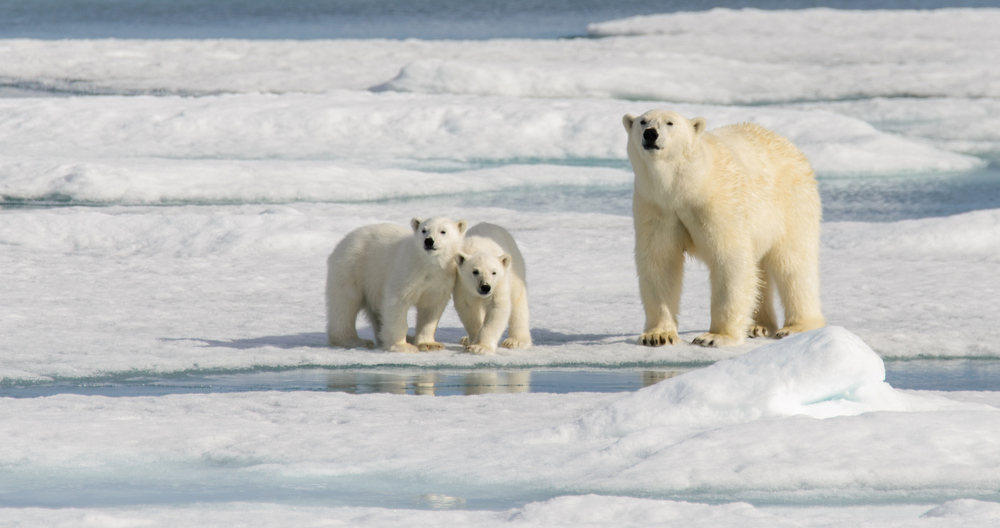 Polar bears are not endangered, these are - 2EA