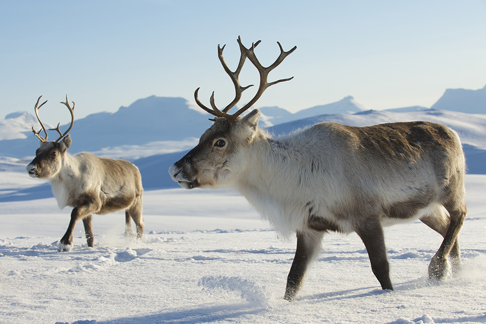 Reindeer